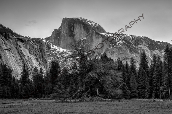Half Dome from the Valley Floor BW